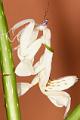 hymenopus coronatus
